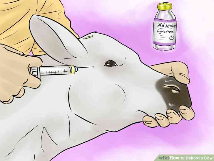 Image intitulée Écorner une Vache Étape 10